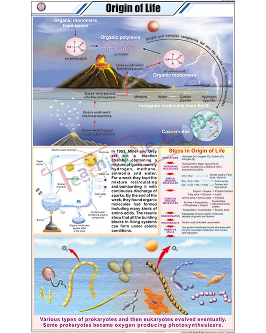 Origin of Life Chart - Laminated, With Rollers