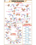 Cellular Respiration (Kreb's Cycle) Chart - Laminated, With Rollers
