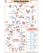 Cellular Respiration (Kreb's Cycle) Chart - Laminated, With Rollers