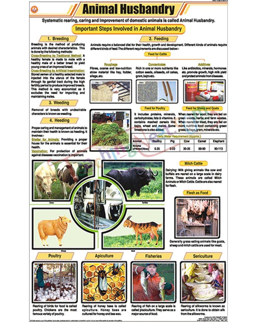 Animal Husbandry Chart - Laminated, With Rollers
