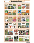 Economic Plants Chart - Laminated, With Rollers