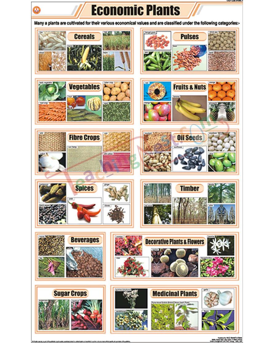 Economic Plants Chart - Laminated, With Rollers