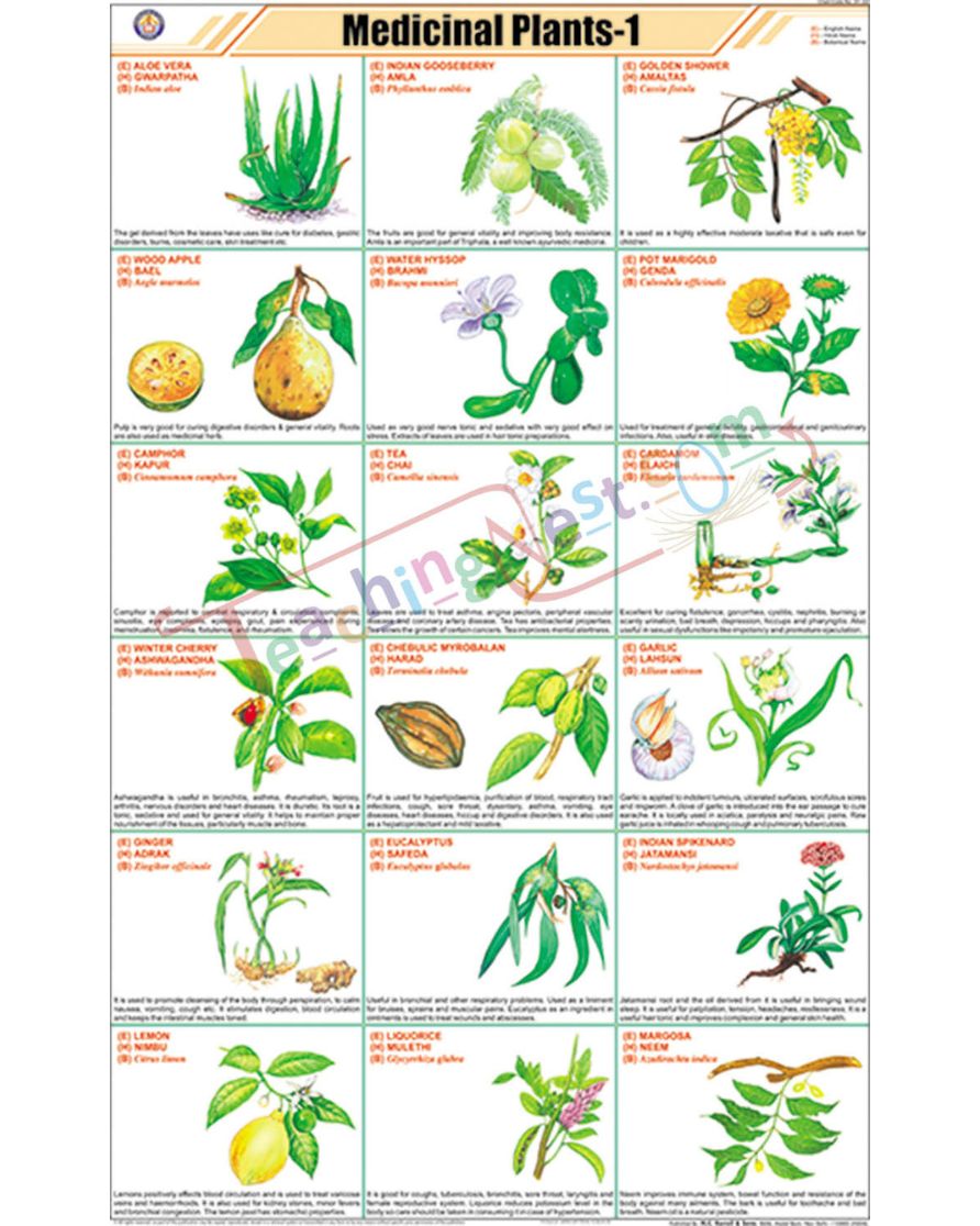 Medicinal Plants - I Chart - Laminated, With Rollers