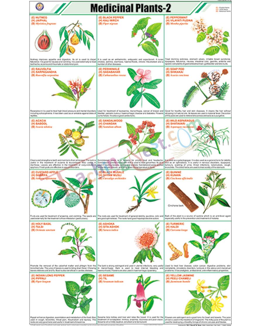 Medicinal Plants - II Chart - Laminated, With Rollers