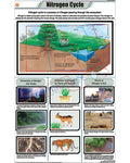 Nitrogen Cycle Chart - Laminated, With Rollers