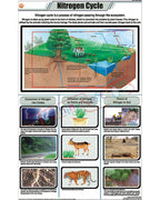 Nitrogen Cycle Chart - Laminated, With Rollers