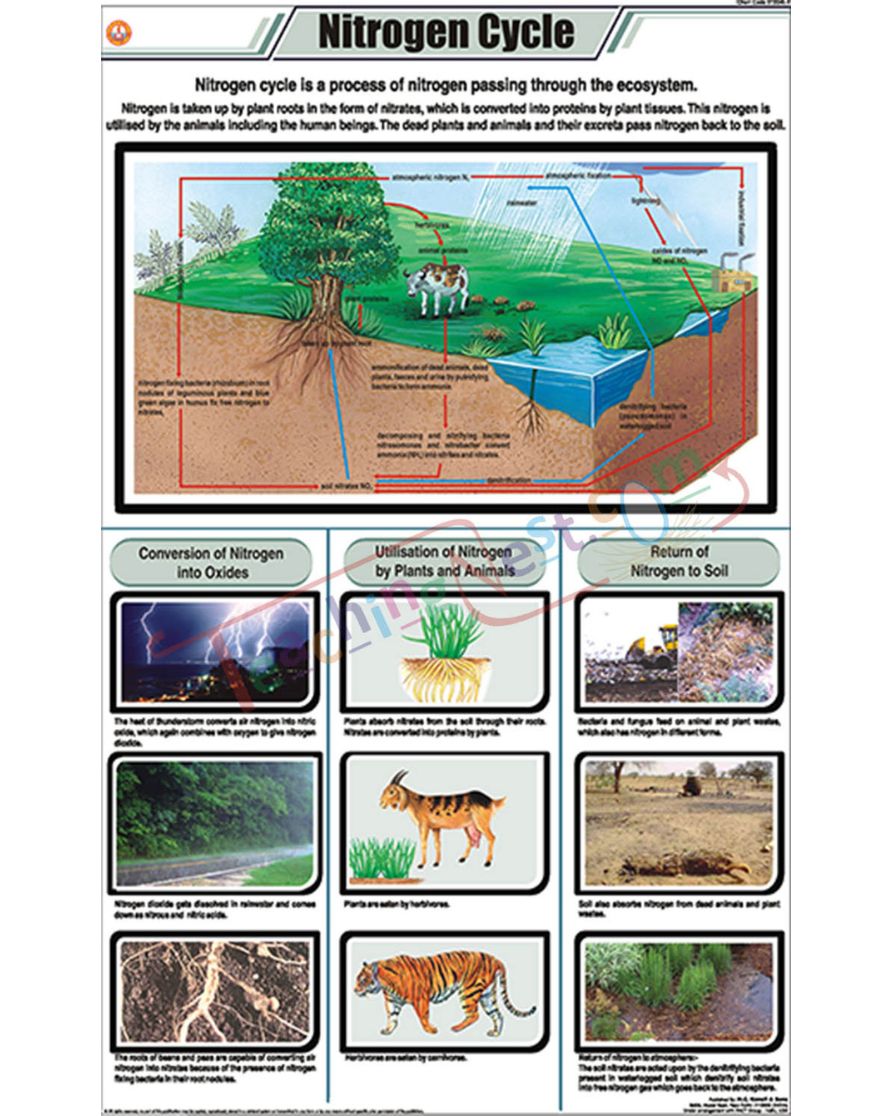 Nitrogen Cycle Chart - Laminated, With Rollers