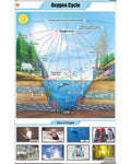 Oxygen Cycle Chart - Laminated, With Rollers