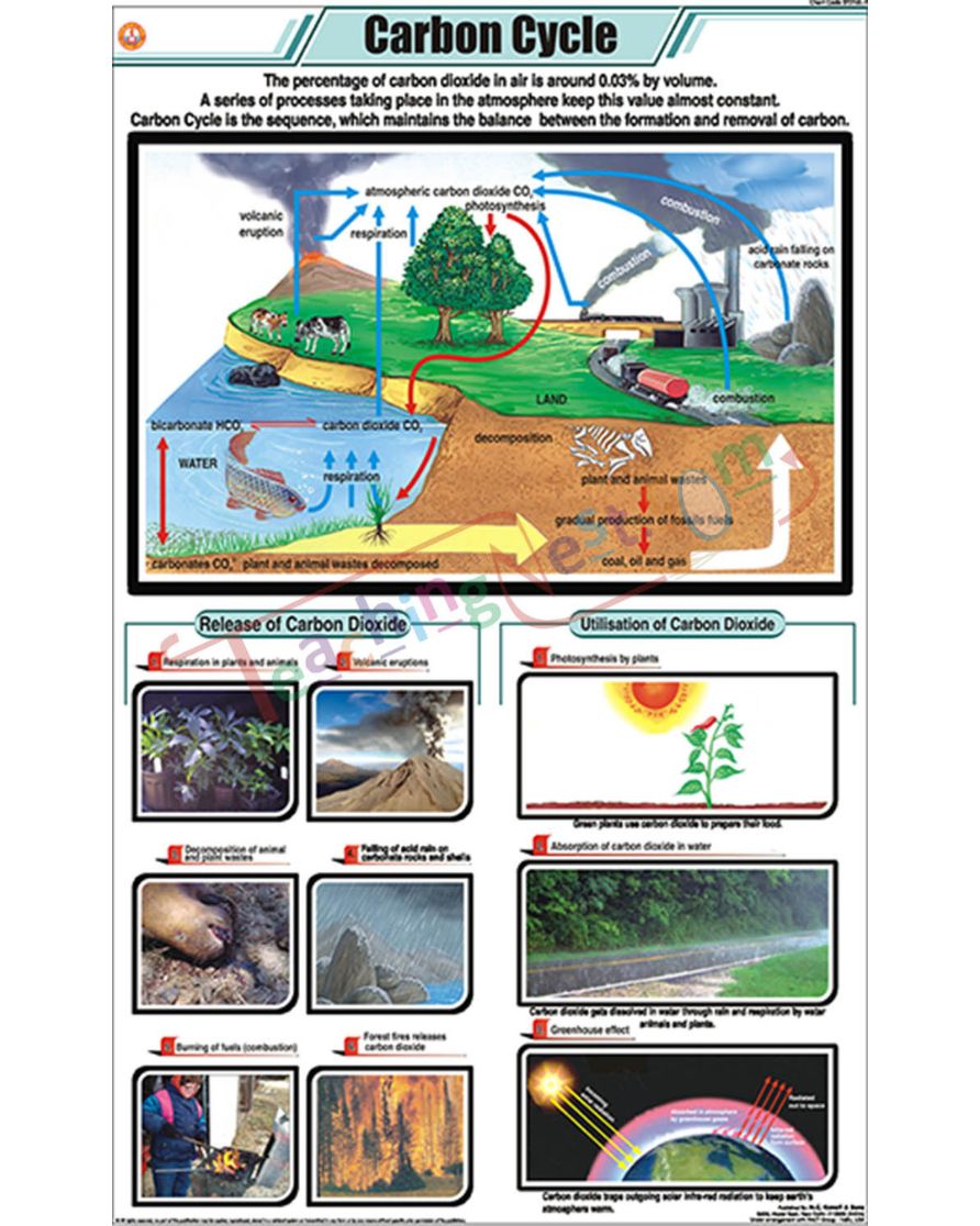 Carbon Cycle Chart - Laminated, With Rollers