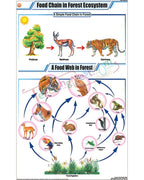 Food Chain in Forest Ecosystem Chart - Laminated, With Rollers