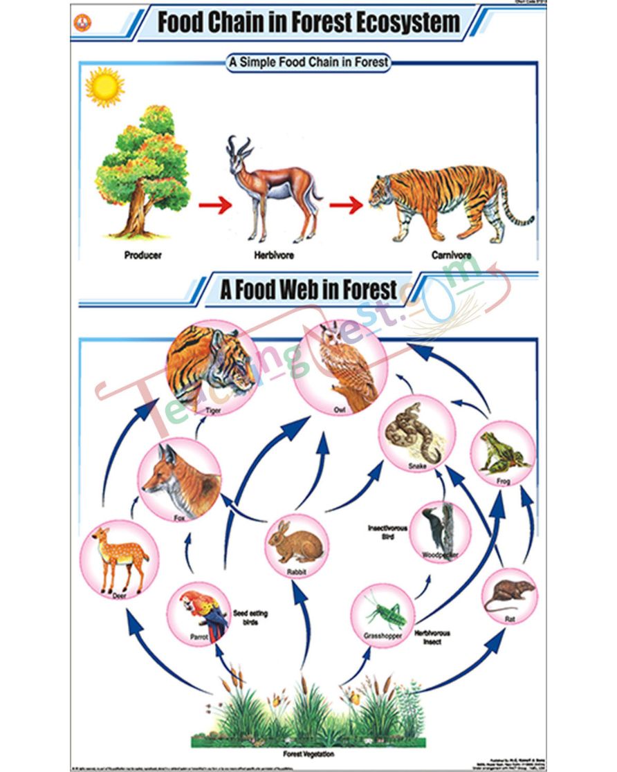Food Chain in Forest Ecosystem Chart - Laminated, With Rollers