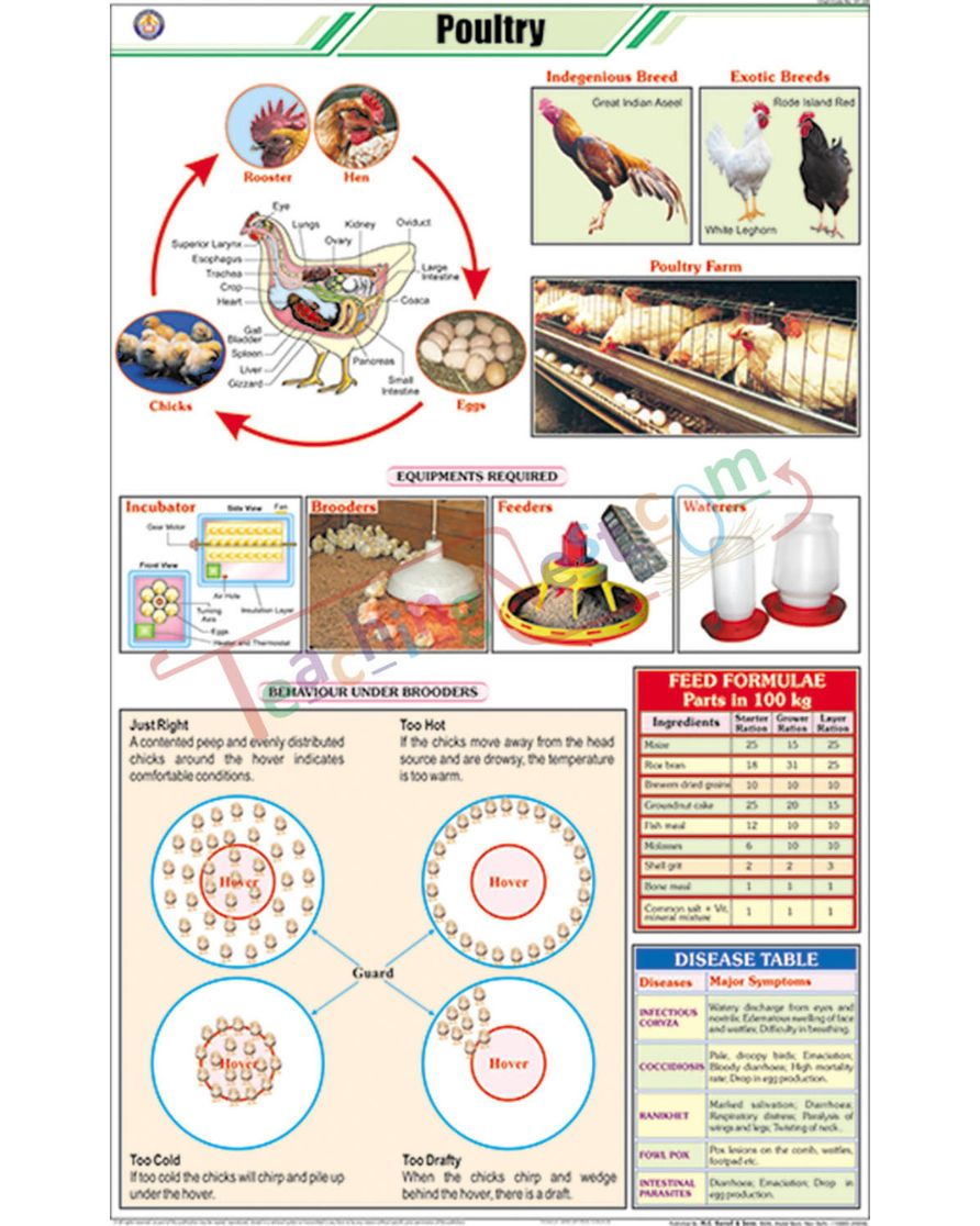 Poultry Chart - Laminated, With Rollers