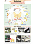 Sericulture (L.H. Silkworm) Chart - Laminated, With Rollers