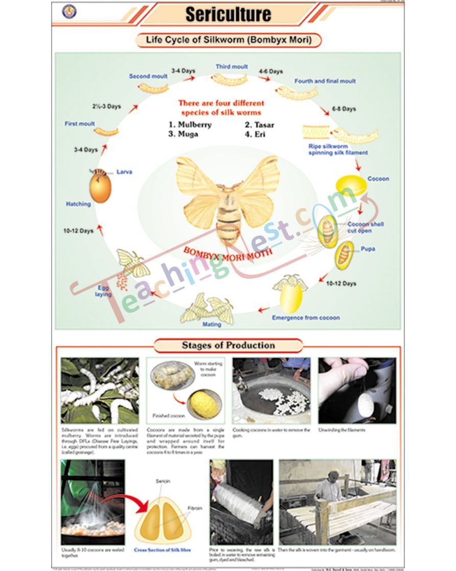 Sericulture (L.H. Silkworm) Chart - Laminated, With Rollers