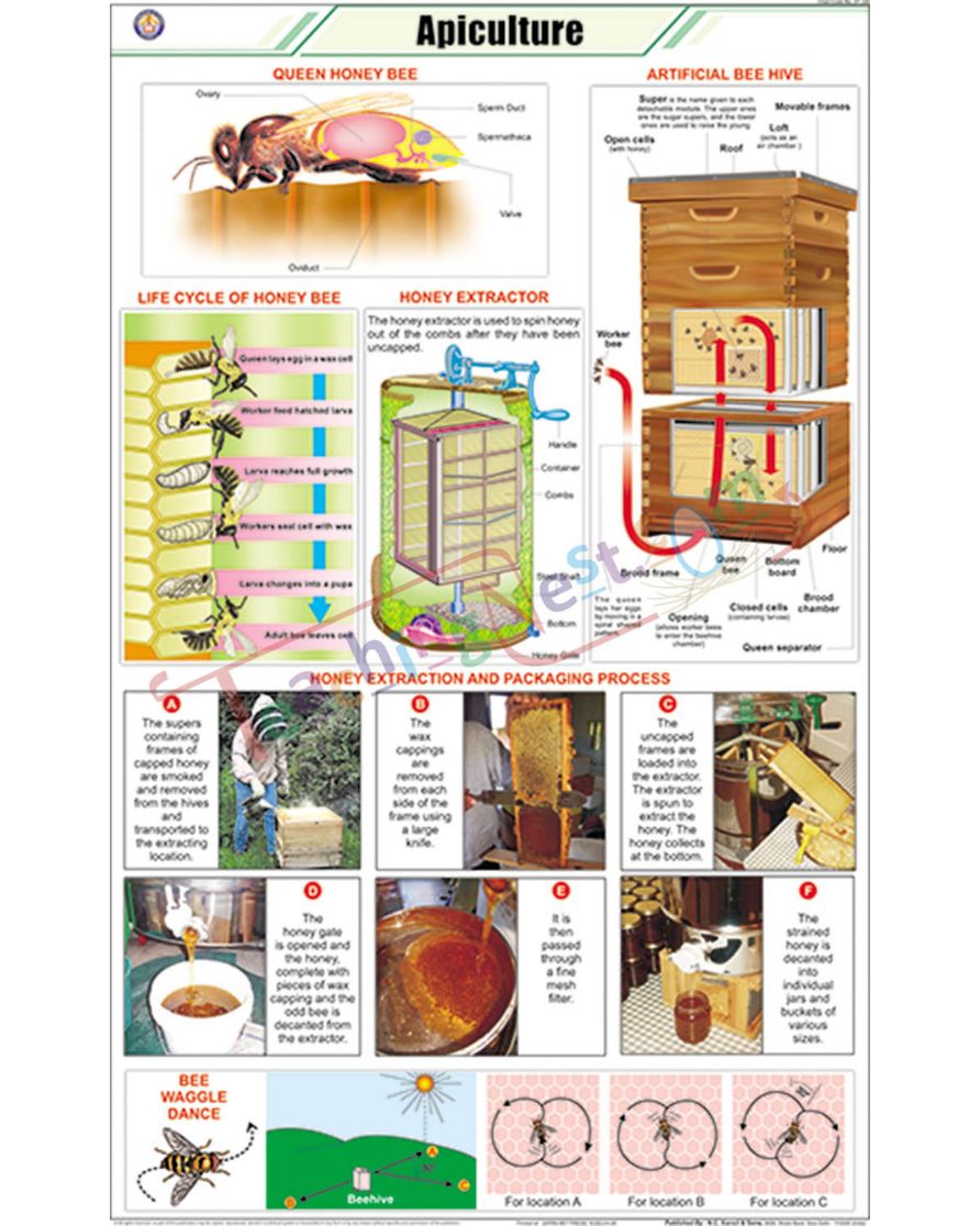 Apiculture (L.H. Honeybee) Chart - Laminated, With Rollers