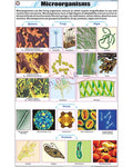 Microorganisms Chart - Laminated, With Rollers
