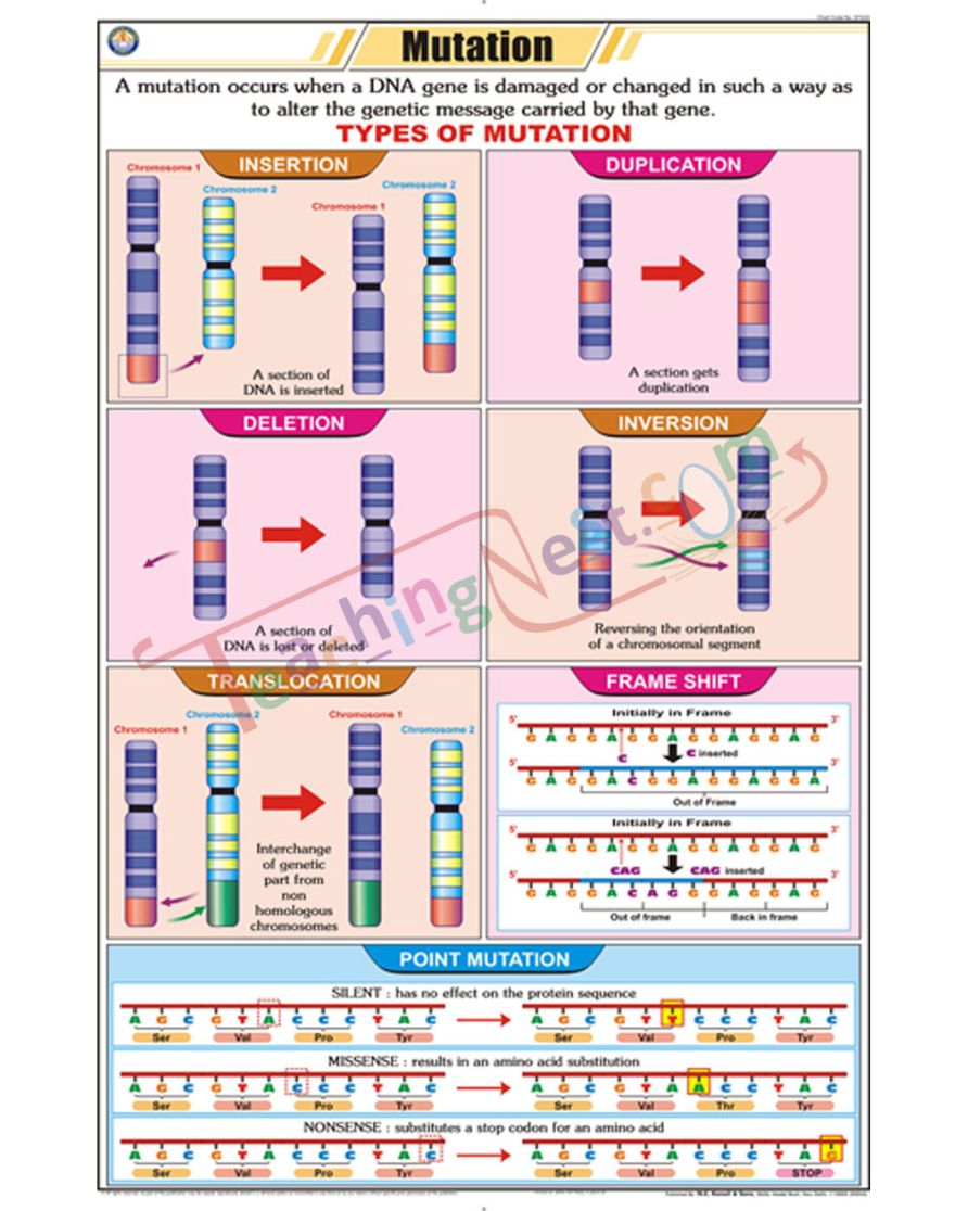 Mutation Chart - Laminated, With Rollers