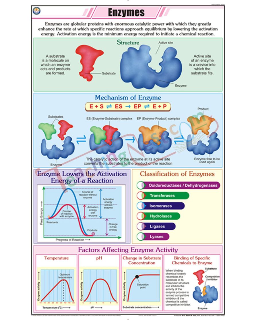 Enzymes Chart - Laminated, With Rollers