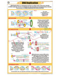 DNA Replication Chart - Laminated, With Rollers