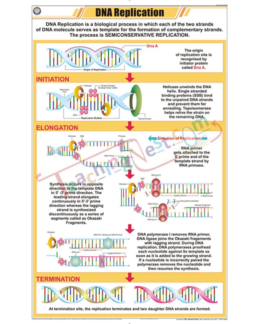 DNA Replication Chart - Laminated, With Rollers