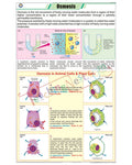 Osmosis Chart - Laminated, With Rollers