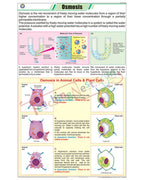 Osmosis Chart - Laminated, With Rollers