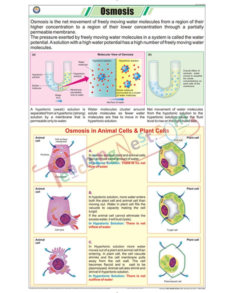 Osmosis Chart - Laminated, With Rollers