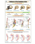 Evidence of the Evolution of Life Chart - Laminated, With Rollers
