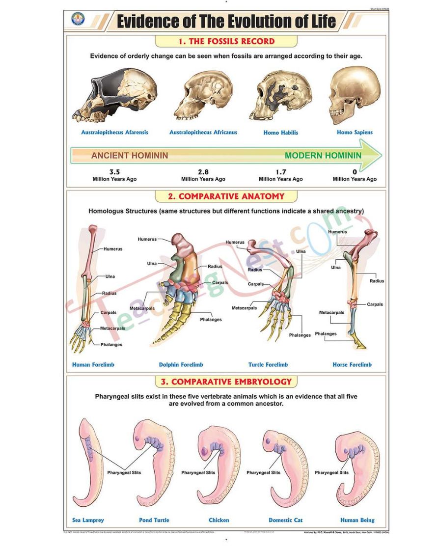 Evidence of the Evolution of Life Chart - Laminated, With Rollers