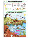 Food Chain in Pond Ecosystem Chart - Laminated, With Rollers