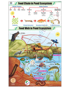 Food Chain in Pond Ecosystem Chart - Laminated, With Rollers