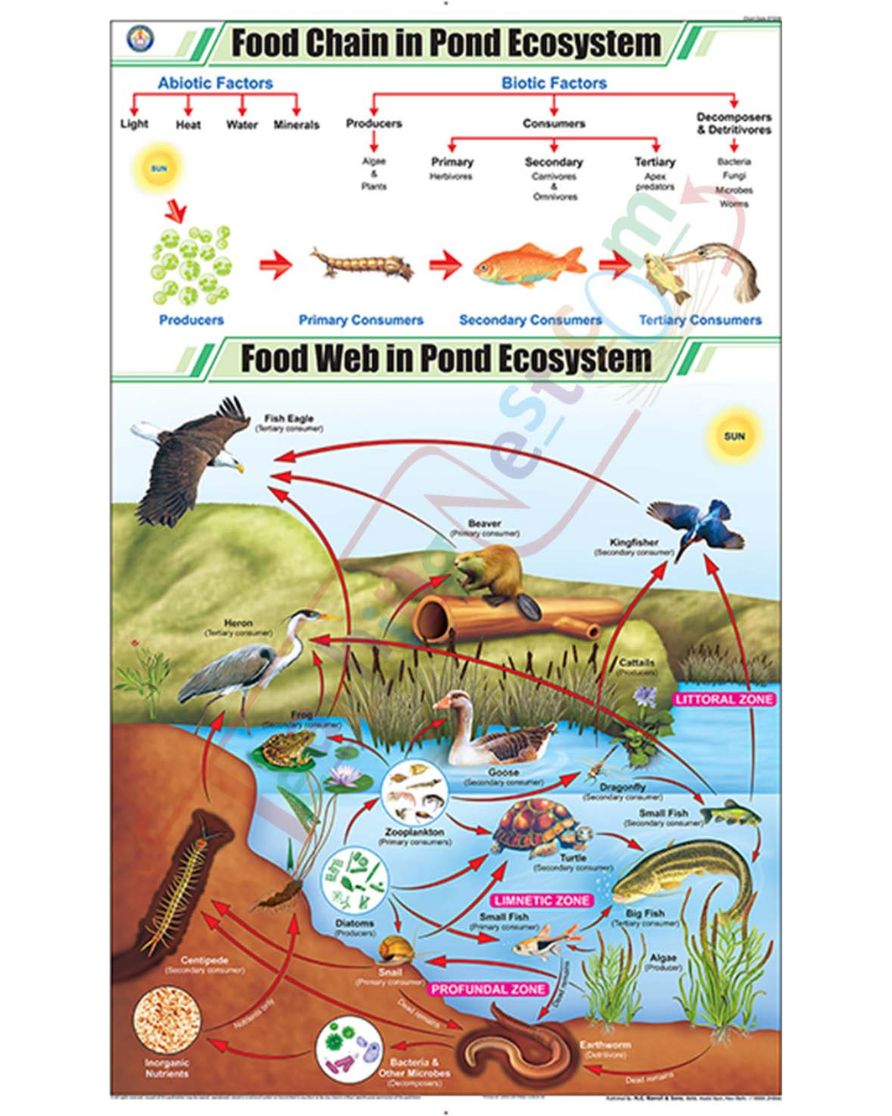 Food Chain in Pond Ecosystem Chart - Laminated, With Rollers
