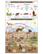 Food Chain in Desert Ecosystem Chart - Laminated, With Rollers