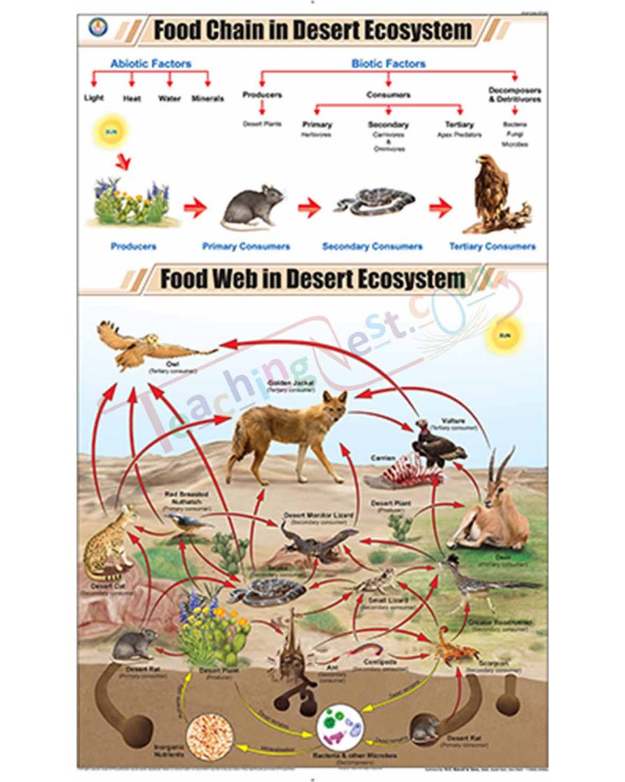Food Chain in Desert Ecosystem Chart - Laminated, With Rollers