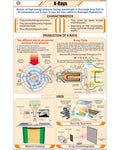 X-Ray Chart - Laminated, With Rollers