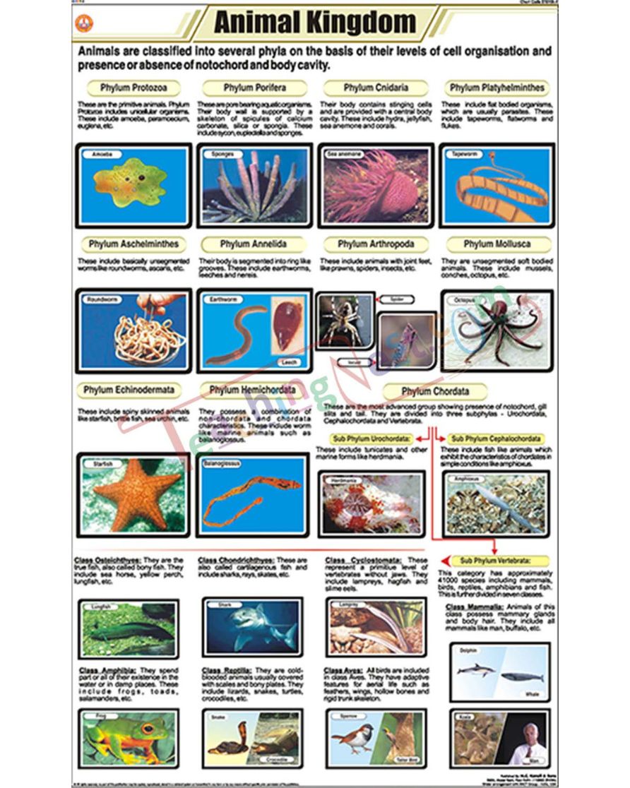 Animal Kingdom Chart - Laminated, With Rollers