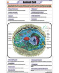 Animal Cell Chart - Laminated, With Rollers