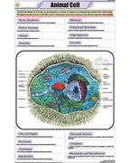 Animal Cell Chart - Laminated, With Rollers