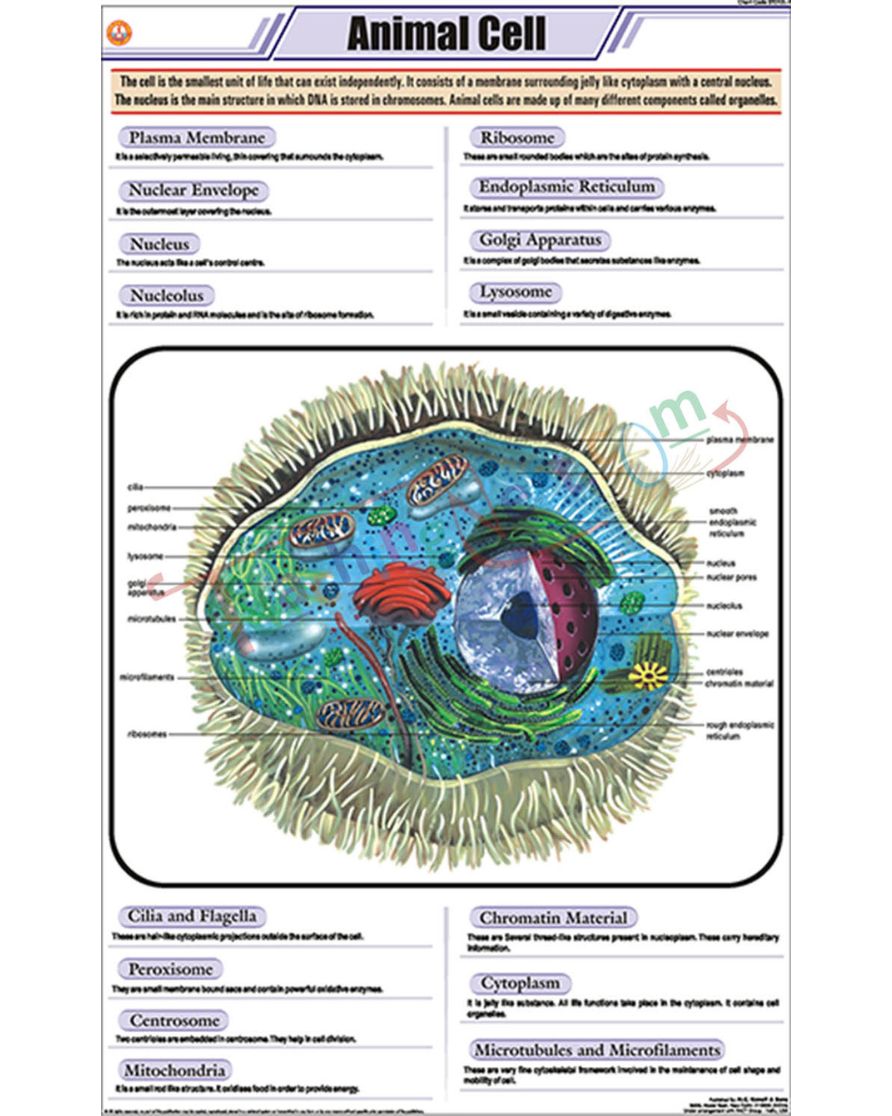 Animal Cell Chart - Laminated, With Rollers