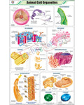 Animal Cell Organelles Chart - Laminated, With Rollers