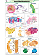 Animal Cell Organelles Chart - Laminated, With Rollers