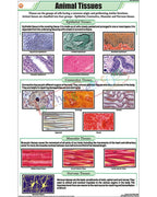 Animal Tissues Chart - Laminated, With Rollers