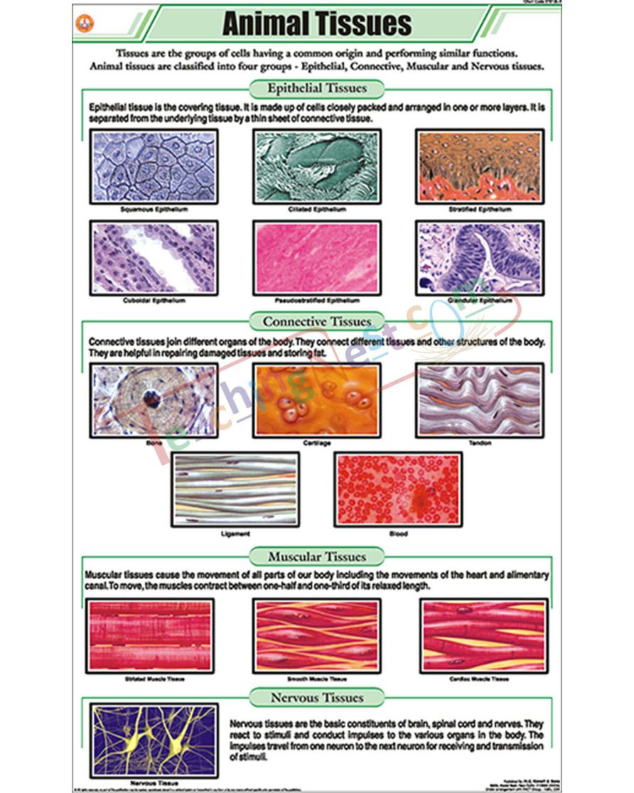 Animal Tissues Chart - Laminated, With Rollers