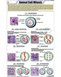 Animal Cell Mitosis Chart - Laminated, With Rollers
