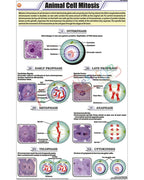 Animal Cell Mitosis Chart - Laminated, With Rollers