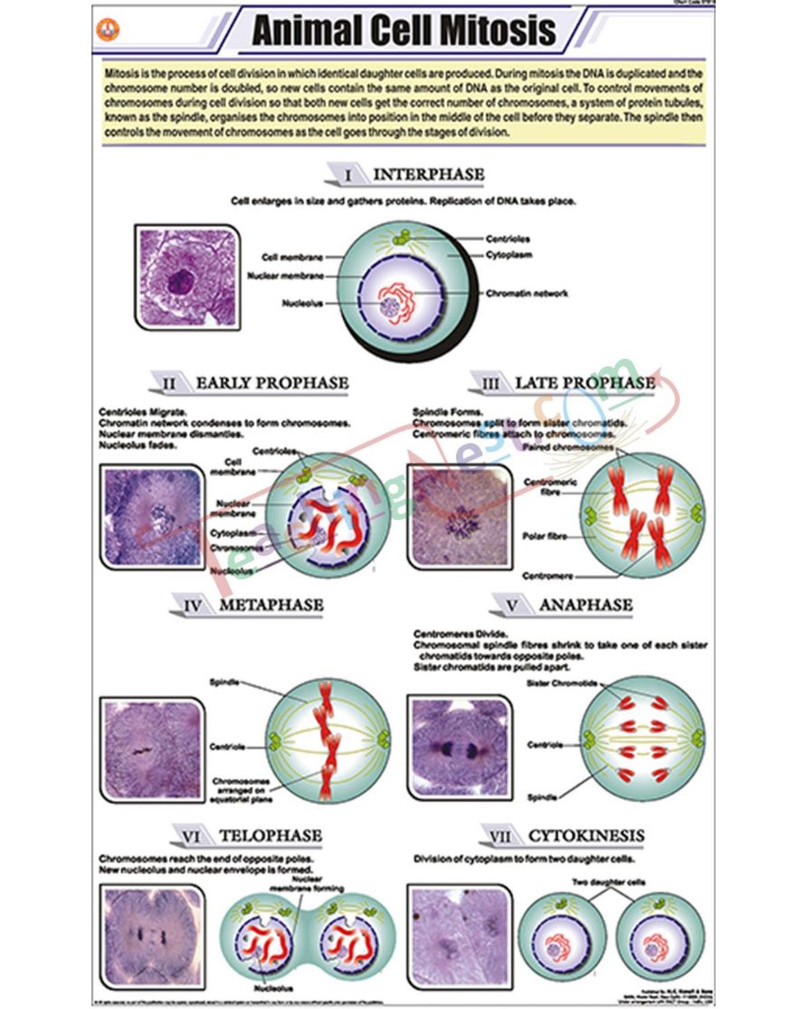 Animal Cell Mitosis Chart - Laminated, With Rollers