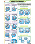 Animal Cell Meiosis Chart - Laminated, With Rollers