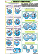 Animal Cell Meiosis Chart - Laminated, With Rollers