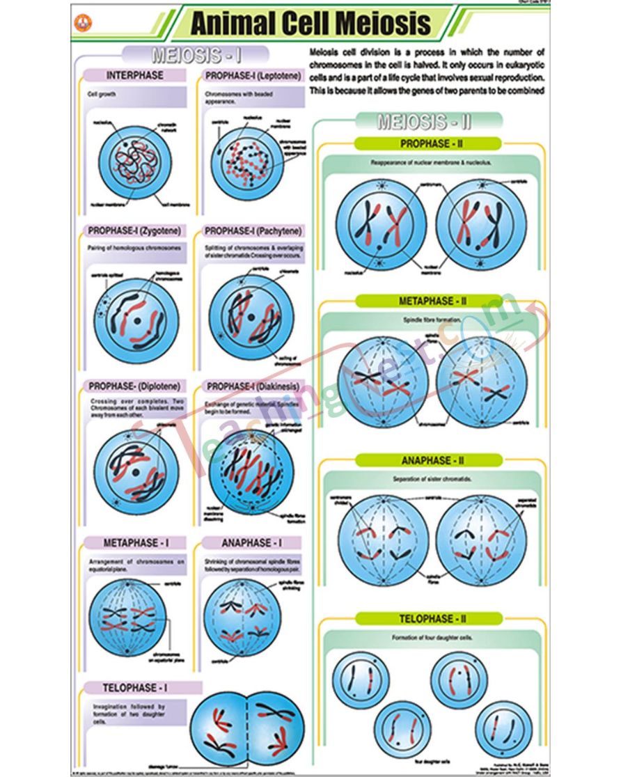 Animal Cell Meiosis Chart - Laminated, With Rollers