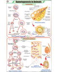 Gametogenesis in Animals Chart - Laminated, With Rollers